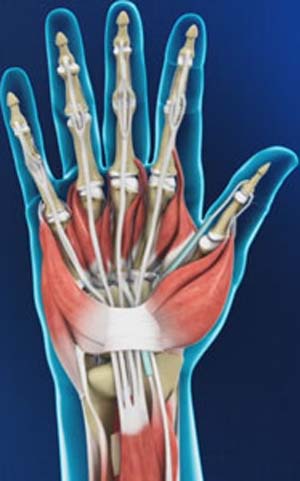 Hand Anatomy 